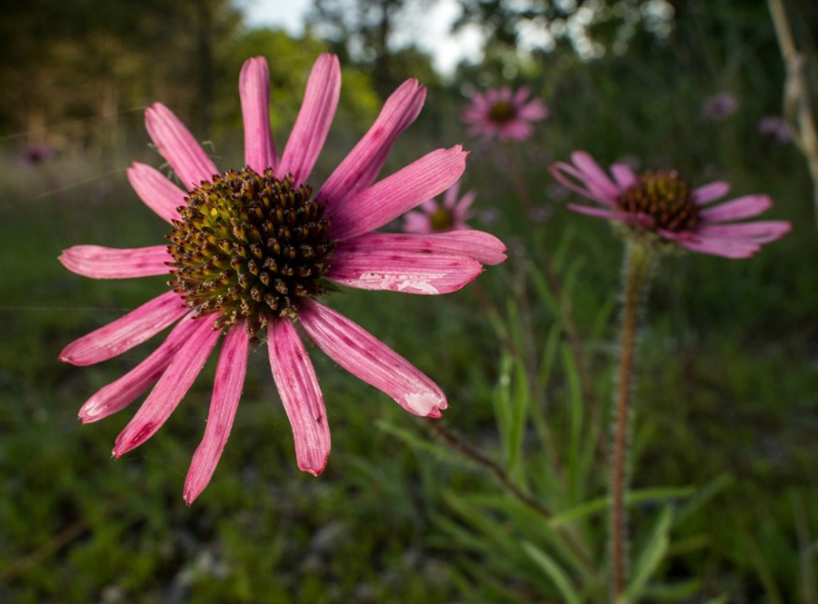 Tennessee coneflower