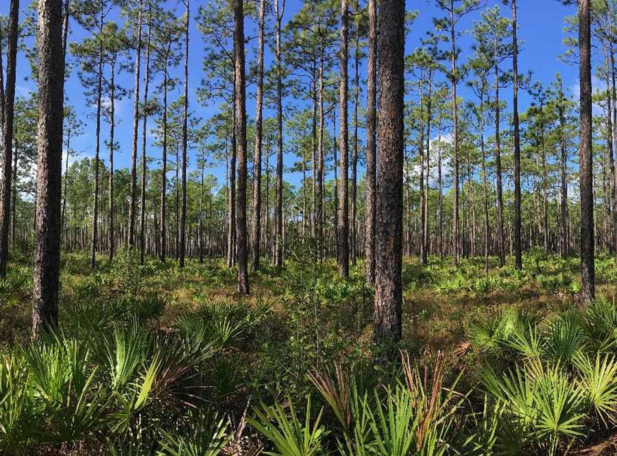 Longleaf pine forest