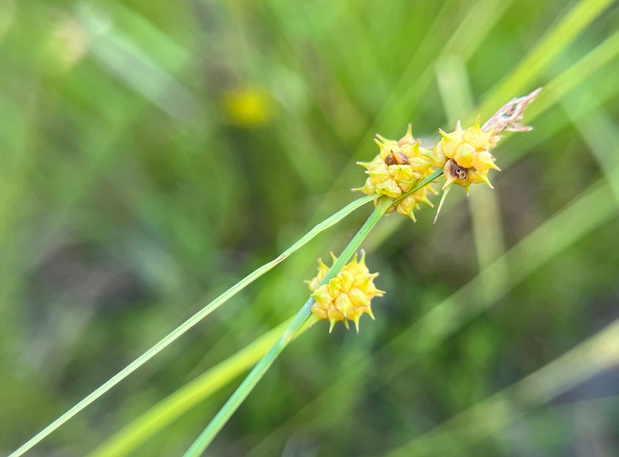 Golden Sedge