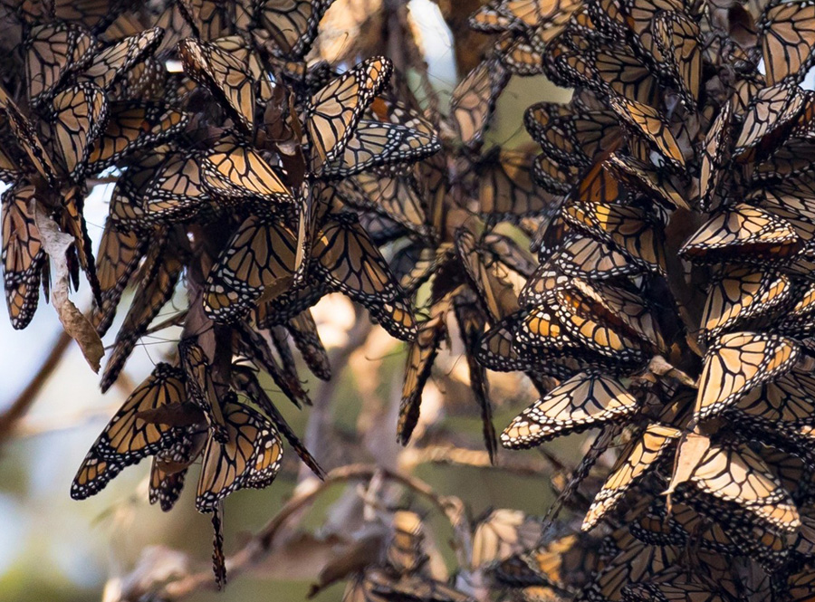 Western monarch butterflies