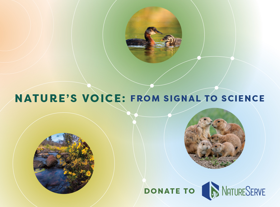 Nature's Voice: From Signal to Science