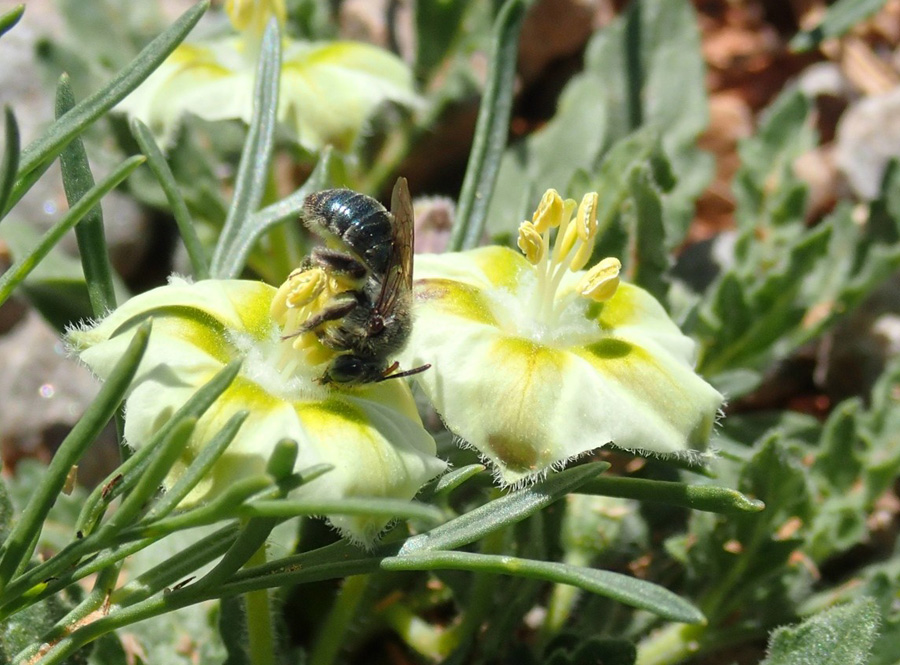 Bee foraging for pollen