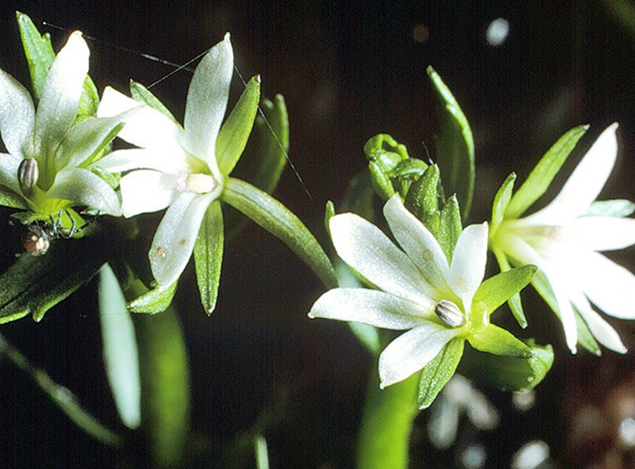 Engineers discussing plans on site
