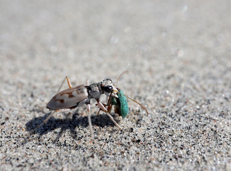 Ghost Tiger Beetle on sand