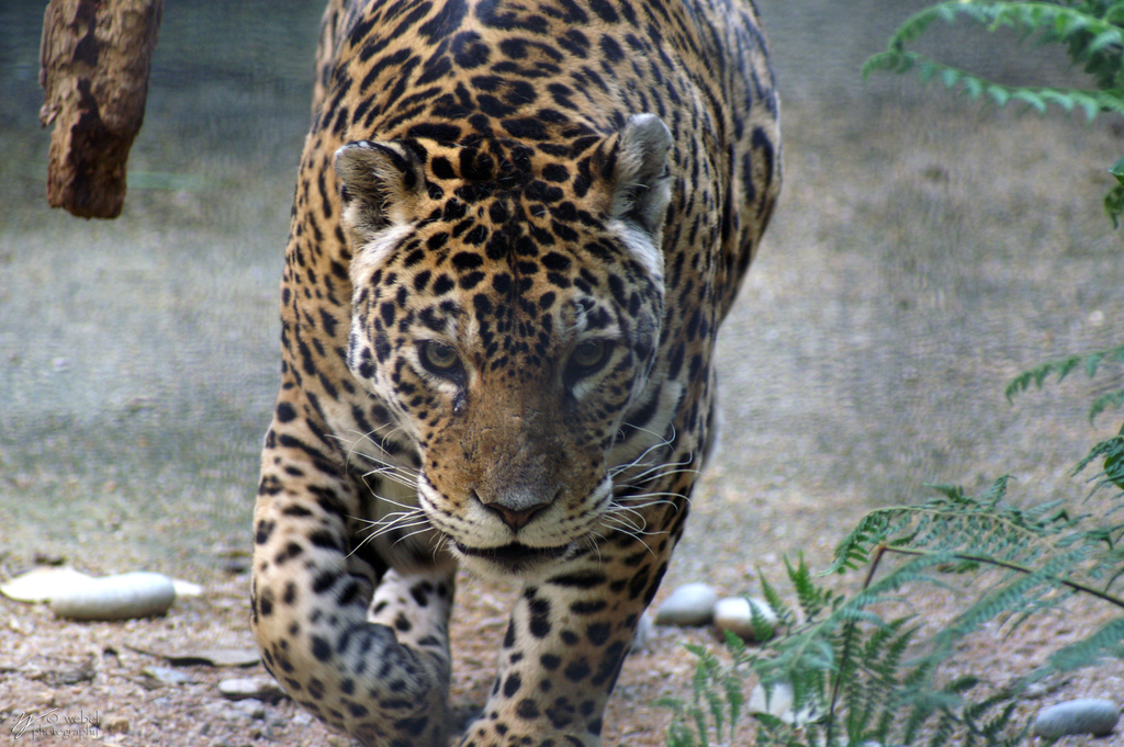The jaguar (Panthera onca) carries a unique cultural and scientific significance in the Yucatan | Photo by Steve Webel