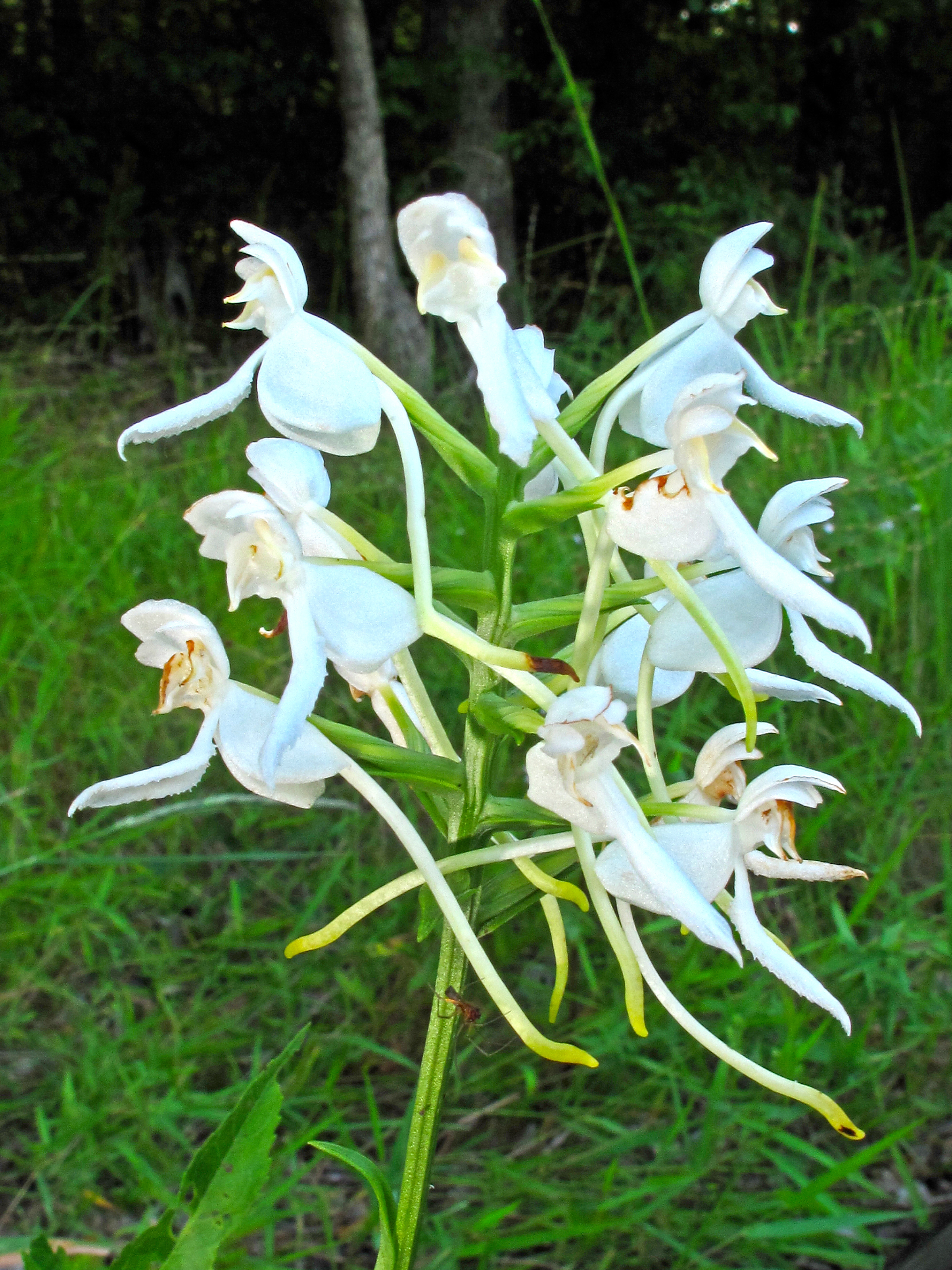 The white fringeless orchid (Platanthera integrilabia, also known as monkeyface orchid) has been a candidate for listing under the Endangered Species Act since 1980 due to various threats, including habitat modifications like logging operations, residential and commercial construction, and road projects, according to NatureServe Explorer. However, a final listing determination has not been made because other listing actions, such as court-approved settlements and emergency listing determinations, remain a higher priority. Though it was reviewed as part of this assessment, no changes in its designated global threat level were made. | Photo by Alan Cressler