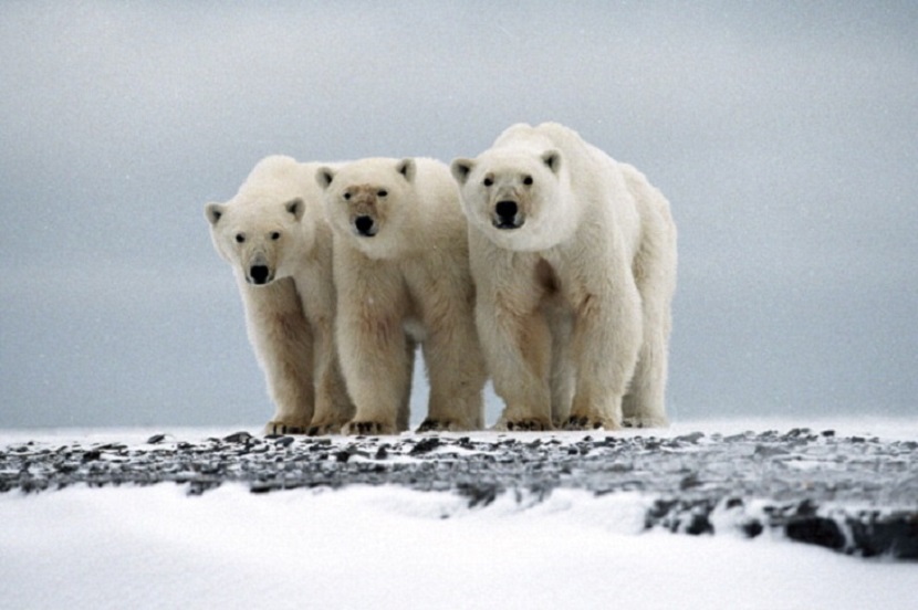 A family of polar bears (Ursus maritimus) in Cape Blossom, Alaska | Photo by IFAW