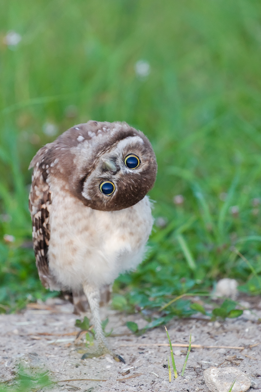 Burrowing Owl (Athene cunicularia) NatureServe status G4 - Apparently Secure | Photo by Matthew Paulson