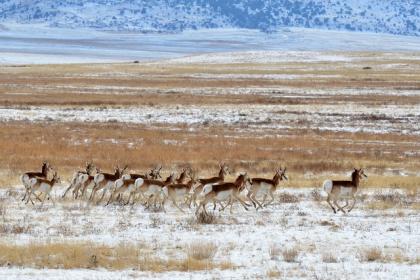 Pronghorn cross a winter prairie landscape. Photo by Jon Lamsa