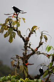 White-capped tanagers (Sericossypha albocristata). Photo courtesy of ECOAN.