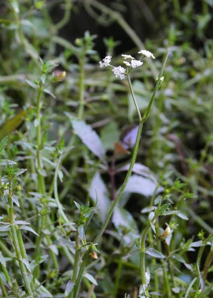 Harperella with Gratiola