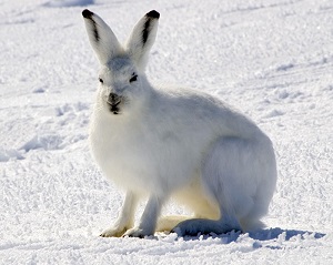 Arctic Hare (Lepus arcticus) in Nunavut | Photo by Steve Sayles 