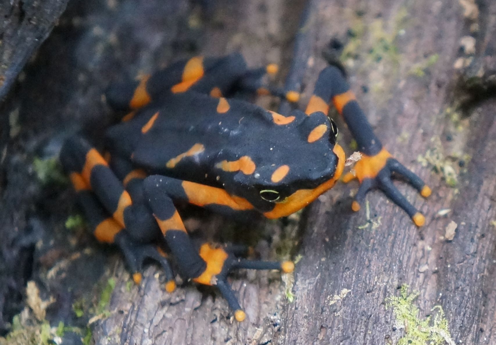 Harlequin frog