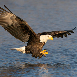 Bald Eagle - Haliaeetus leucocephalus - Birds of the World