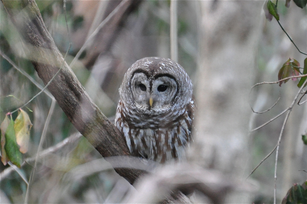 Barred owl