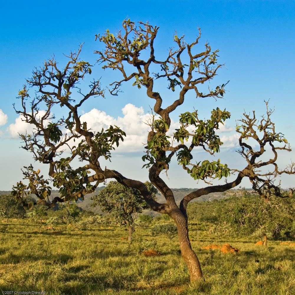 Cerrado Savanna in Brazil. Photo by Cristoph Diewald.