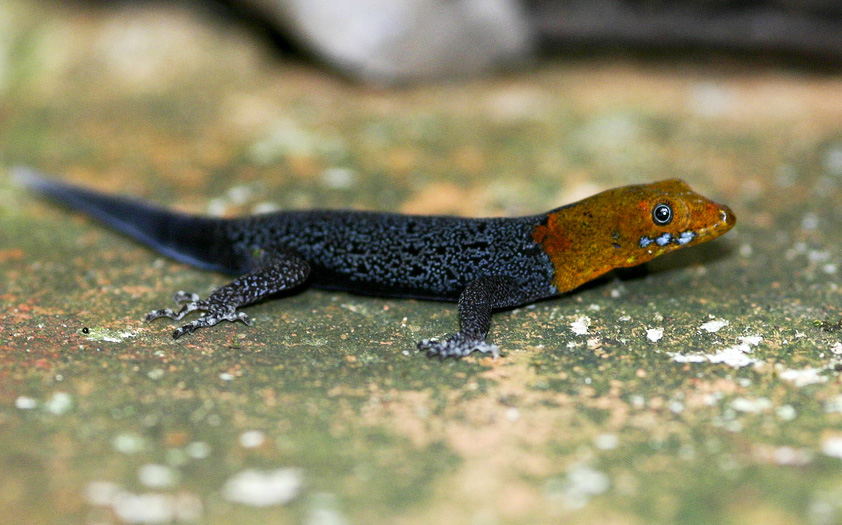 Yellow-headed gecko (Gonatodes albogularis). Photo by Brian Gratwicke