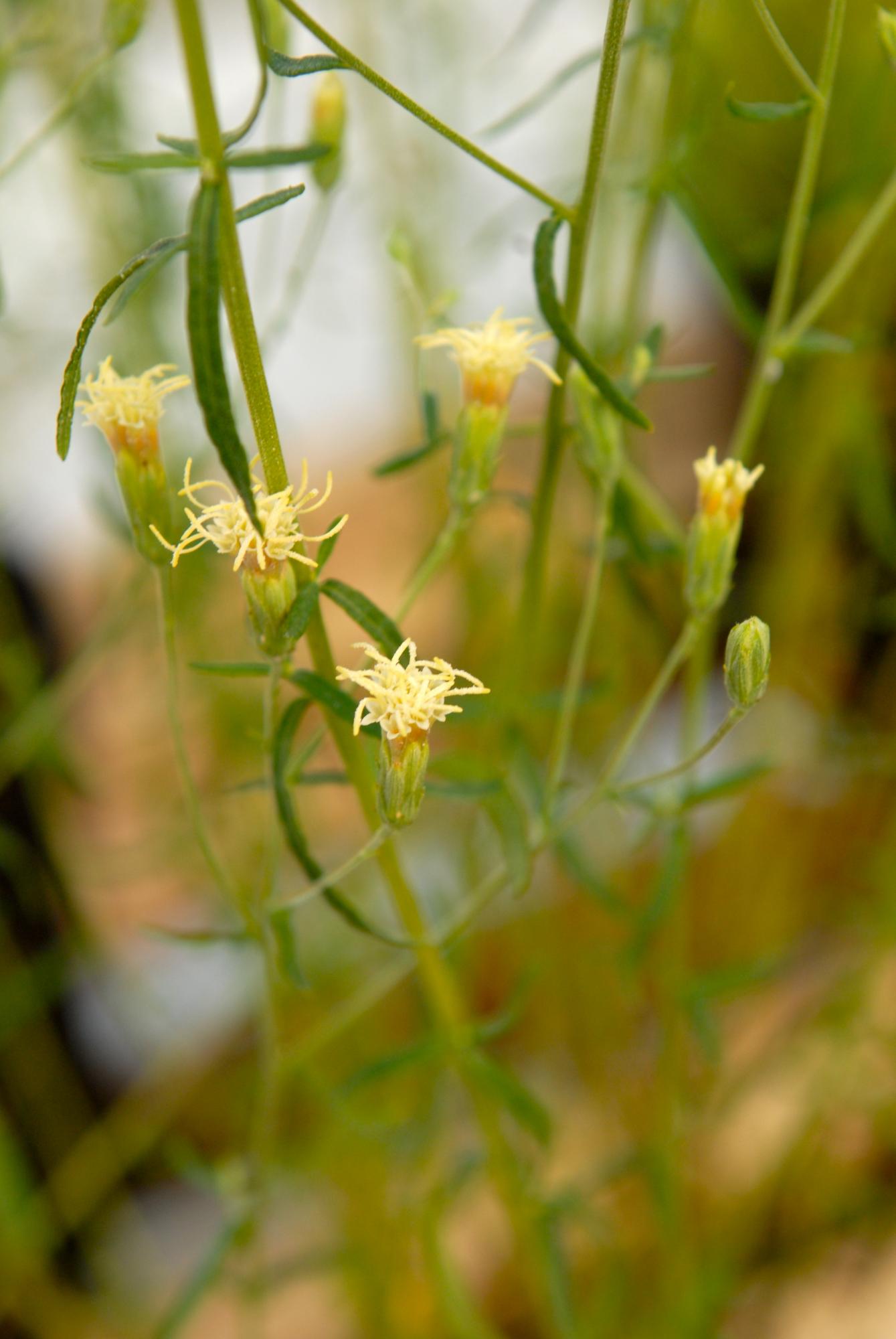 To fully realize the goal of conserving biodiversity in a comprehensive and holistic manner, State Wildlife Action Plans will need to explicitly include plants in conserving planning and habitat prioritization efforts. | Photo by Kristen Bartlett Grace/Florida Museum of Natural History