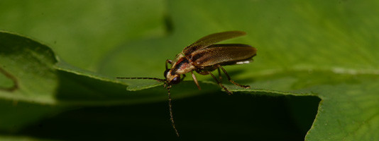 A firefly rests on a leaf.
