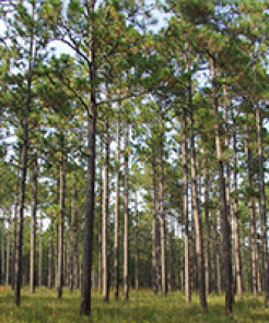 A vibrant stand of longleaf pine on a sunny day.