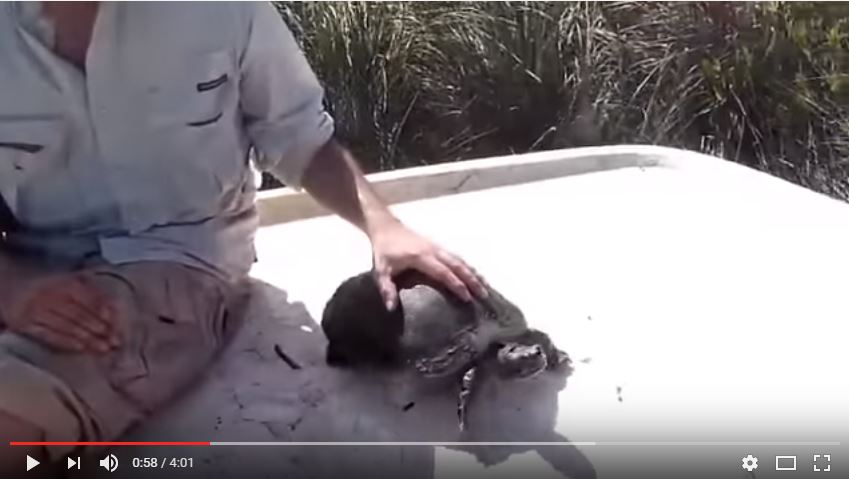 David Steen, Ph.D., giving a turtle CPR