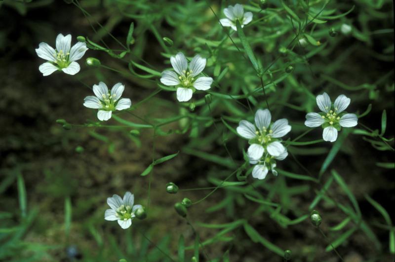The Cumberland Sandwort | Photo courtesy of the National Park Service