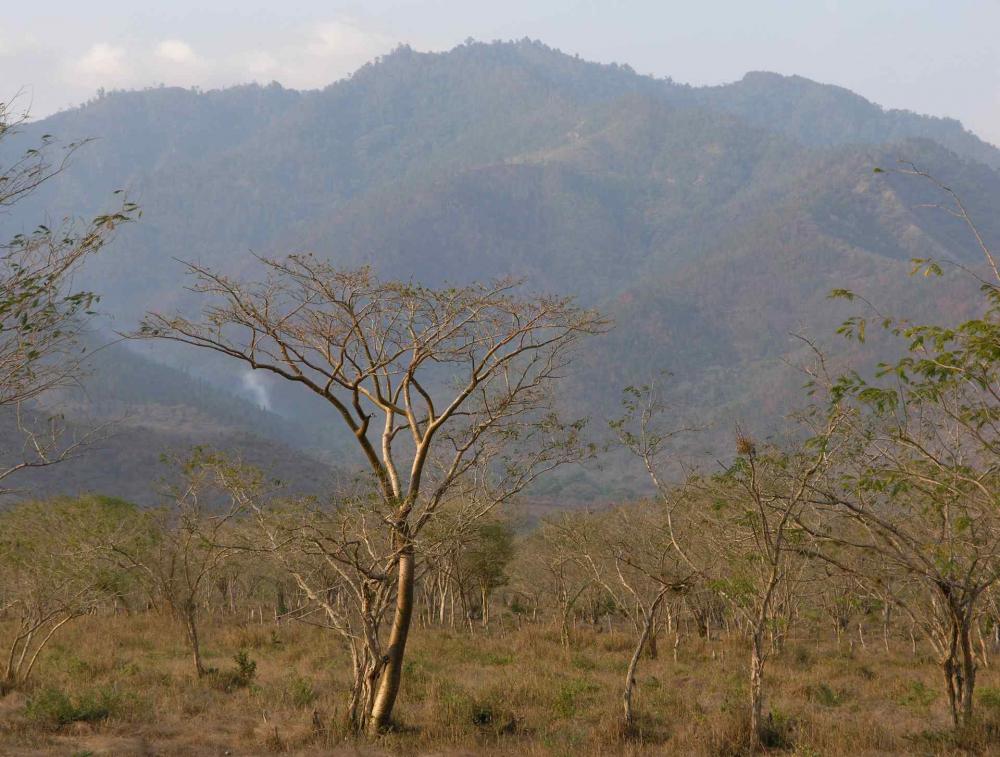 Dry tropical forest in Yoro, Honduras. Photo by flickr users Lon & Queta.