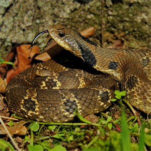 Eastern Hog-Nosed Snake  Missouri Department of Conservation