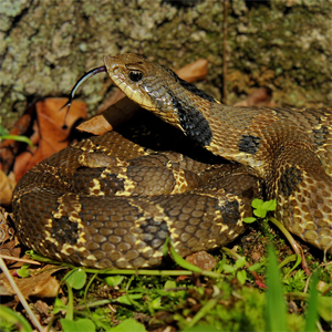 Learn about eastern hog-nosed snakes