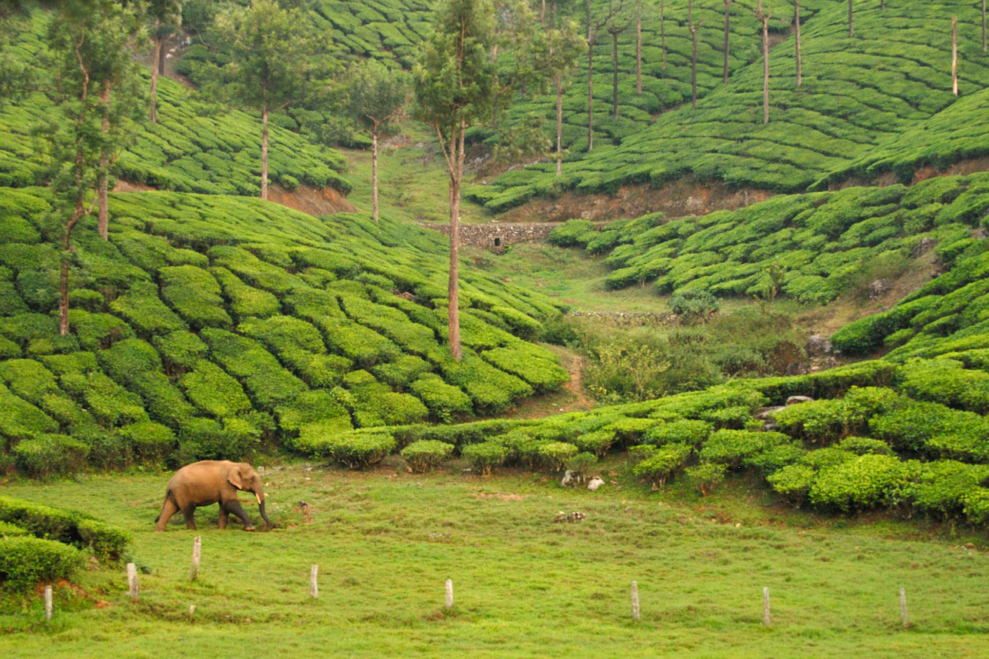 An Asian elephant passes through a tea plantation (cultural vegetation) in the Valparai plateau in Anamalai Hills of the western Ghats, India, on its way from one natural forest patch to another. Classifying the type of cultural vegetation is important to the overall assessment of elephant habitat, because, although the elephants are able to use the tea plantations as part of a migratory corridor, they are also likely to run into conflict with humans as they pass through. | Photo by Kalyan Varma