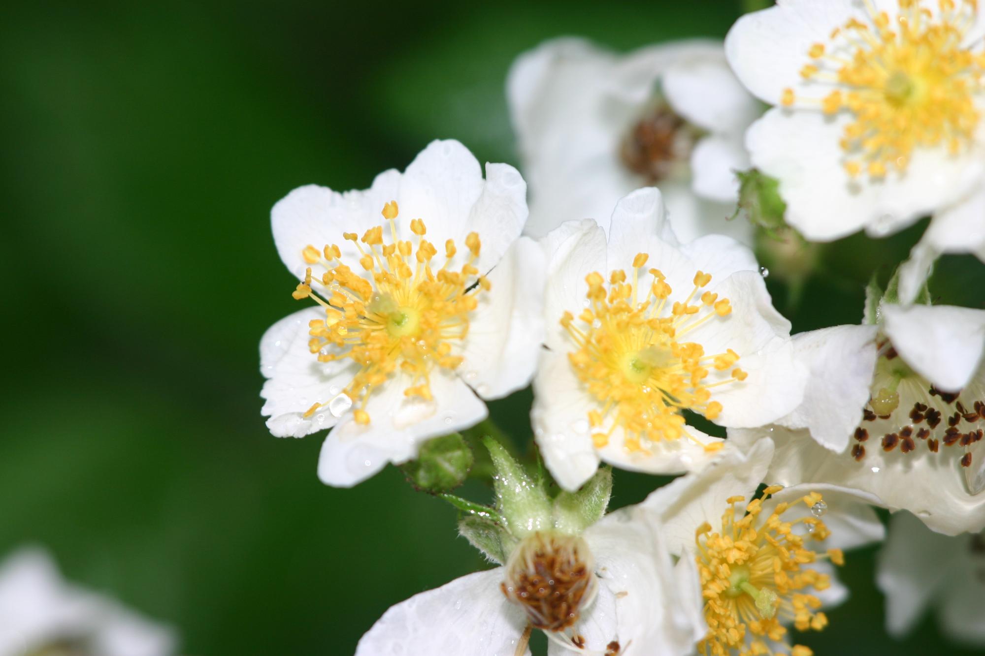 Beguilingly beautiful, the multiflora rose is actually an invasive species that crowds out native plants. | Photo by Tim McDowell of East Tennessee State University