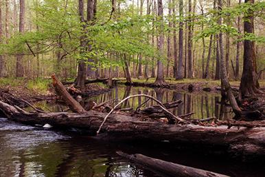 Falcon Bottoms Natural Area