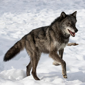 Canis lupus | NatureServe Explorer