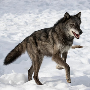 Canis Lupus Natureserve Explorer 2 0