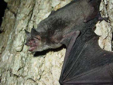 Gray myotis (Myotis grisescens) Apparently Secure. Photo: USFWS by Adam Mann, Environmental Solutions and Innovations.