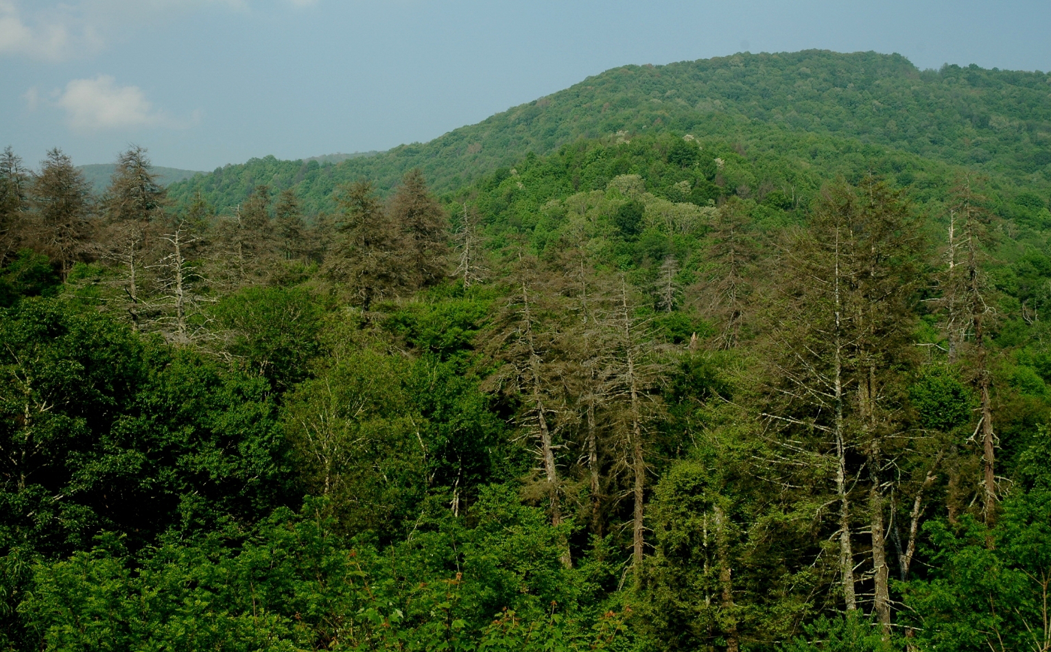 Hemlock forest