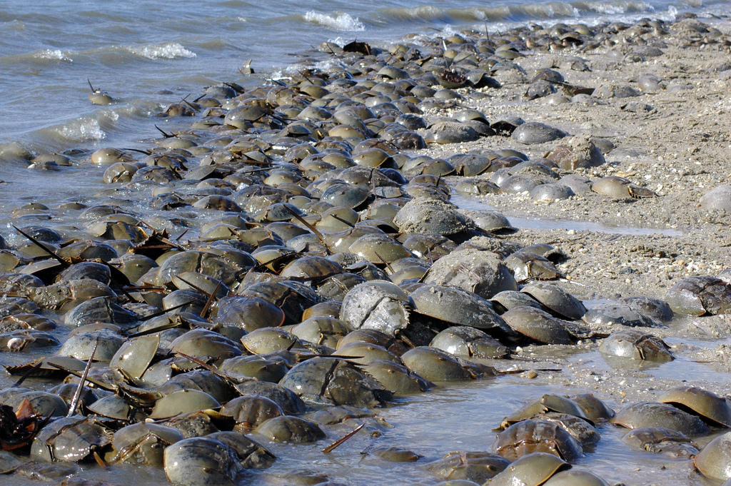 Horseshoe crabs