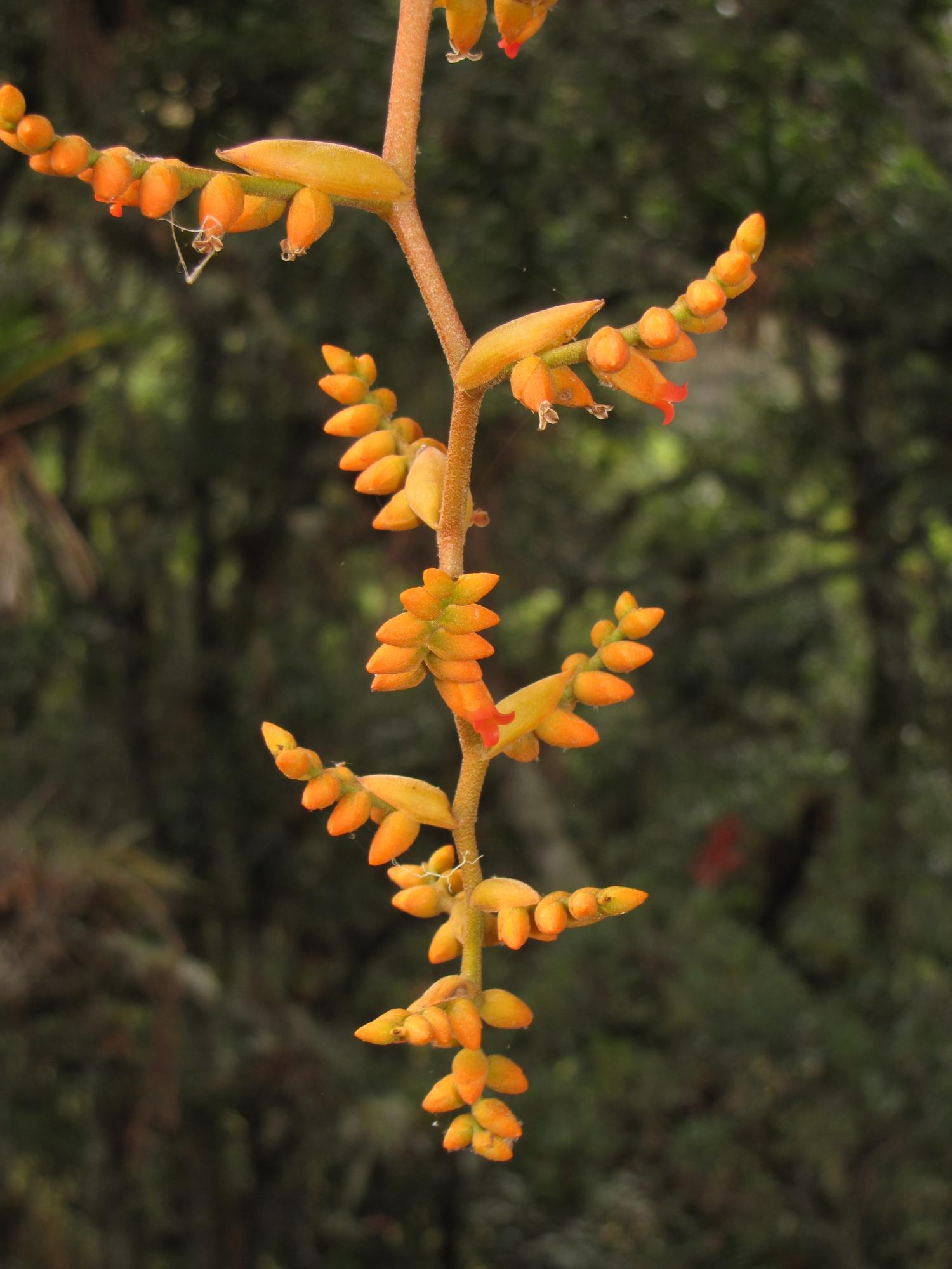 Using information about numerous traits, landscape context, and climate exposure, the Climate Change Vulnerability Index assigns a relative vulnerability score to plants and animals. Photo by Bruce Young.