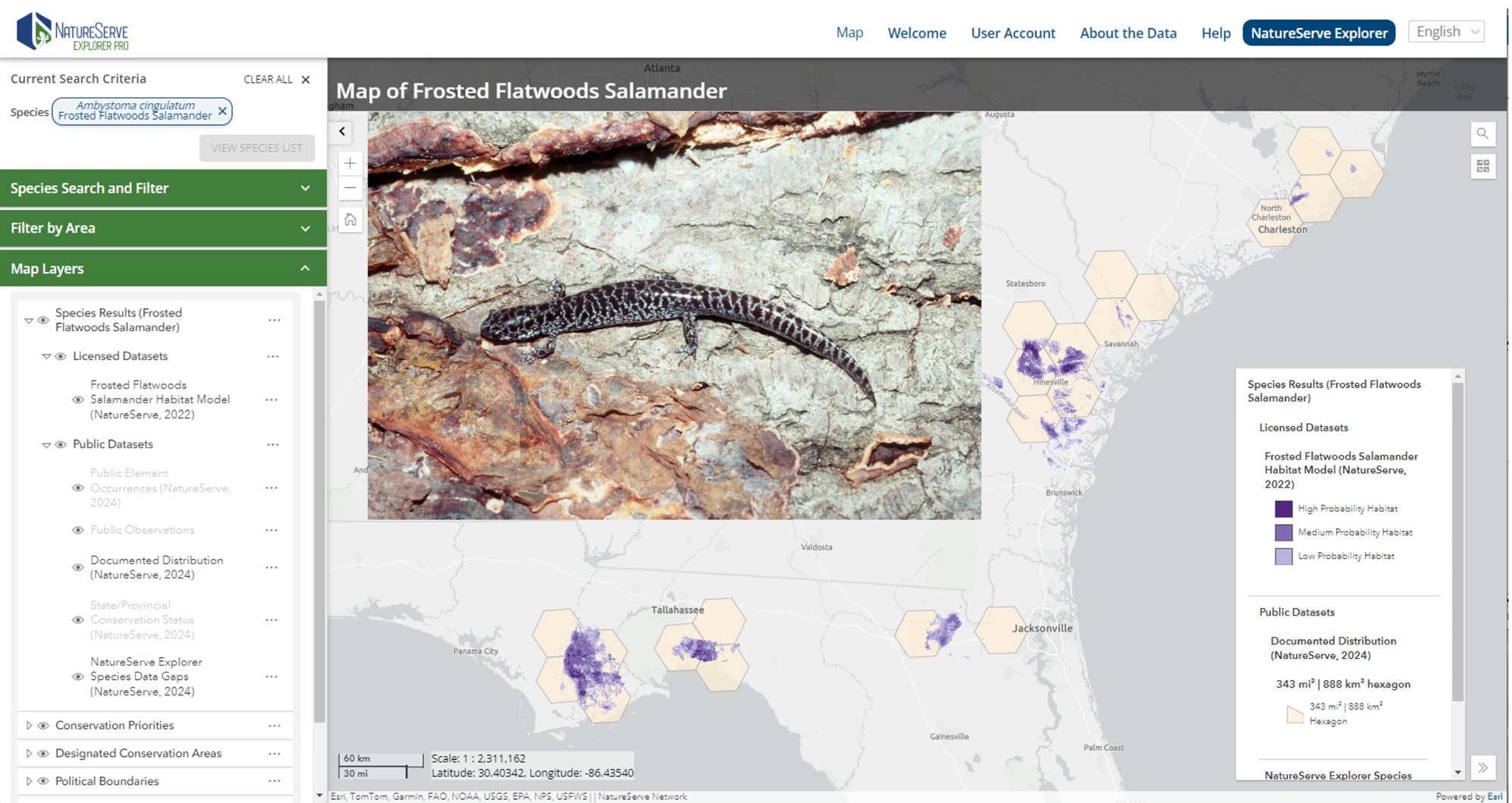 Un mapa de Frosted Flatwoods Salamander predijo el hábitat con una foto insertada de una salamandra manchada.