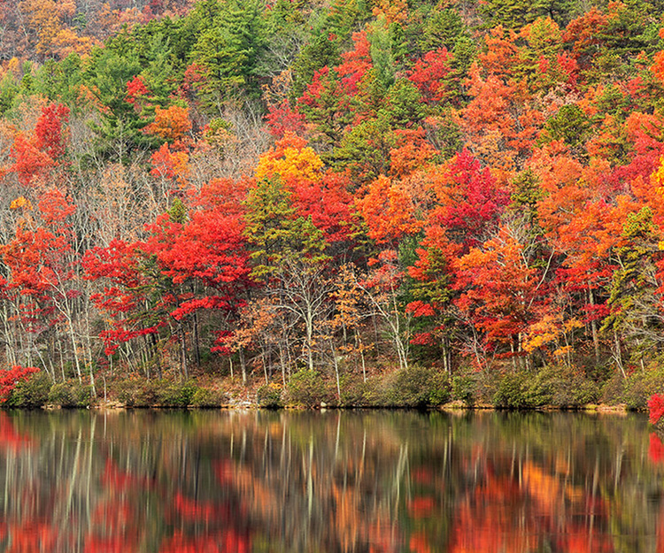 NatureServe | the Power Science to Guide Biodiversity Conservation