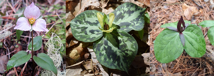 Three trillium species in a row