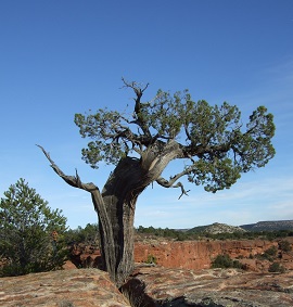 Photo courtesy of the Colorado Natural Heritage Program