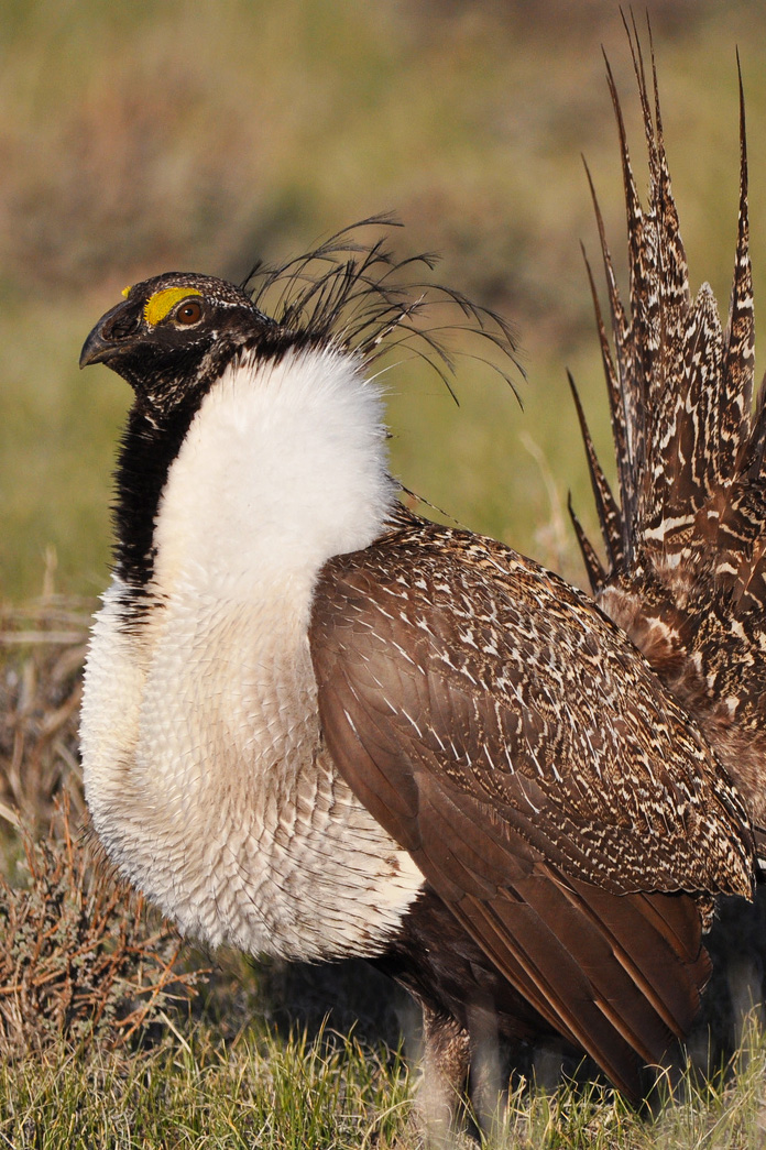 The Greater Sage-grouse. | Photo by Jeannie Stafford, USFWS