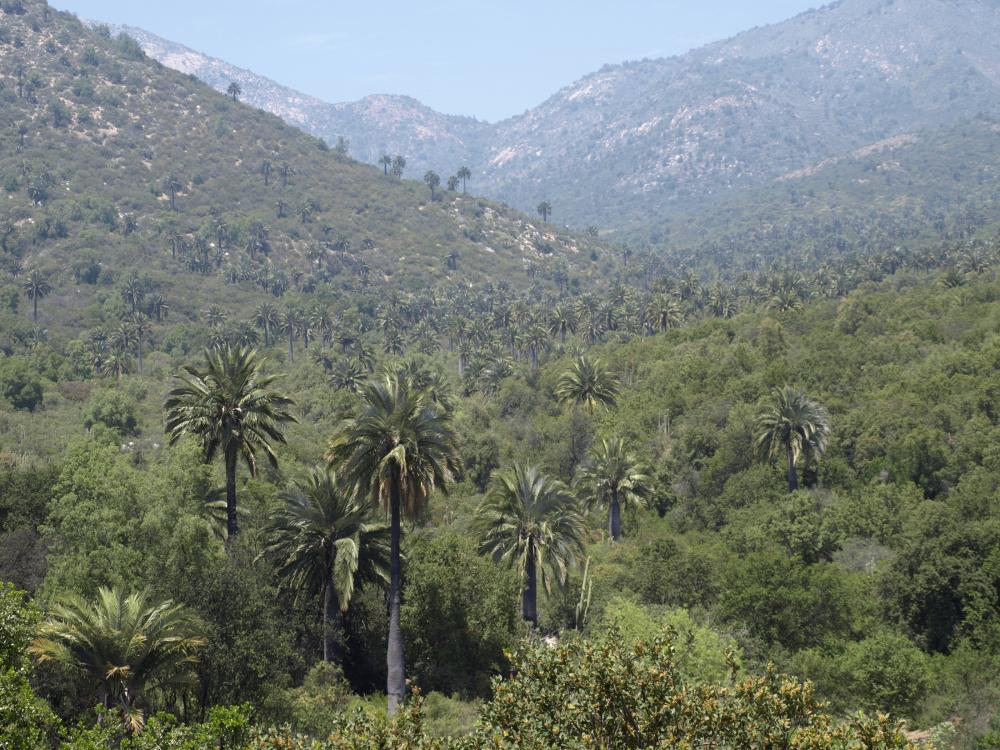 Chilean Mediterranean Sclerophyllous Forest. Photo by Scott Zona.