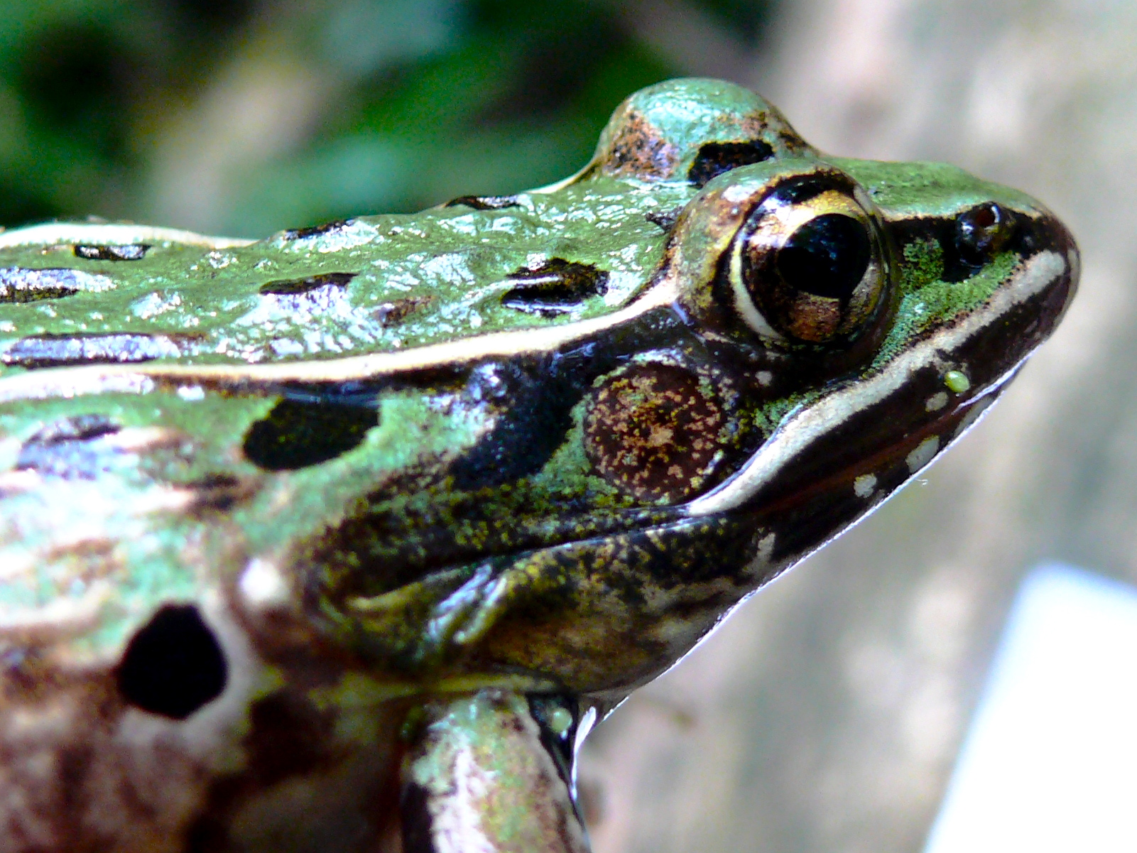 Spotting, earhole diameter, and snout angle are among the 11 morphological distinctions of the new species. Photo by Matt Schlesinger