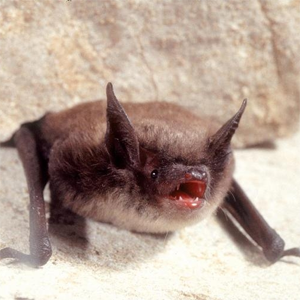 Myotis lucifugus | NatureServe Explorer