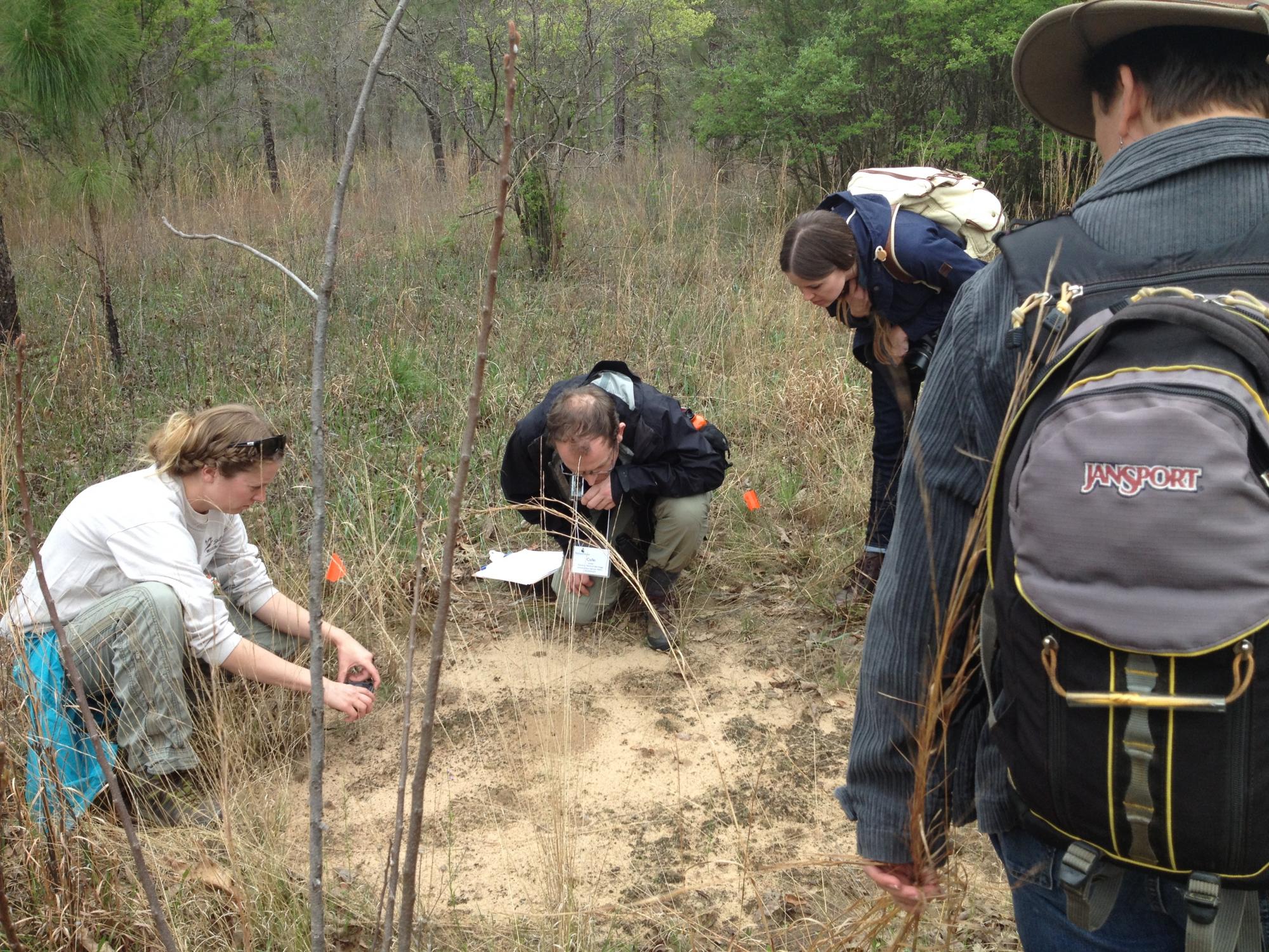 CMT participants examine the burrow of a gopher tortoise discovered during the 2014 training session near New Orleans.