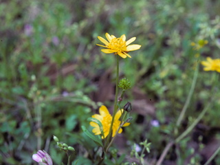 The Mississippi buttercup | Photo by Harry Cliffe for the Lady Bird Johnson Wildflower Center