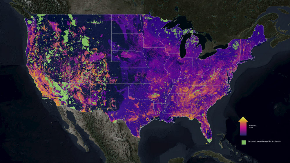 Map of Biodiversity Importance (Protection-Weighted Range Size Rarity for Imperiled Species Summed for All Species) This map displays richness of at-risk species outside of existing protected areas using modeled distributions for 2,216 of the most imperiled plants and animals in the United States. Brighter colors indicate where land and water protection will most benefit the least protected yet most threatened biodiversity in our nation. Inputs for the Map include habitat models for species listed as Endangered or Threatened under the Endangered Species Act or those that have been identified by NatureServe as Critically Imperiled (Global Conservation Status of (“G1”) or Imperiled (“G2”). The Map contains layers on four taxonomic groupings (vertebrates, freshwater invertebrates, pollinators, and vascular plants) and three different relevant analyses to choose from.