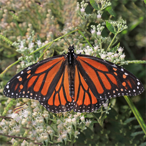 Monarch Butterfly - Danaus plexippus - NatureWorks